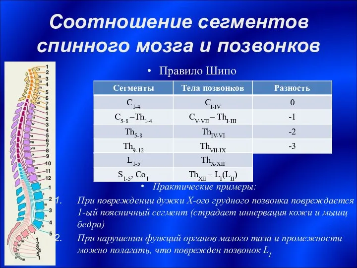 Соотношение сегментов спинного мозга и позвонков Правило Шипо Практические примеры: При