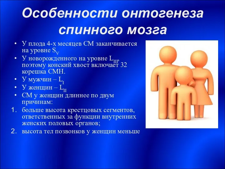 Особенности онтогенеза спинного мозга У плода 4-х месяцев СМ заканчивается на