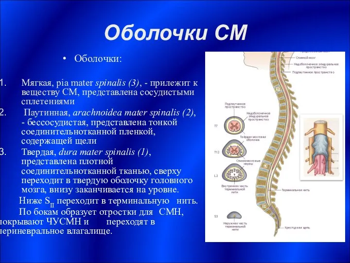 Оболочки СМ Оболочки: Мягкая, pia mater spinalis (3), - прилежит к