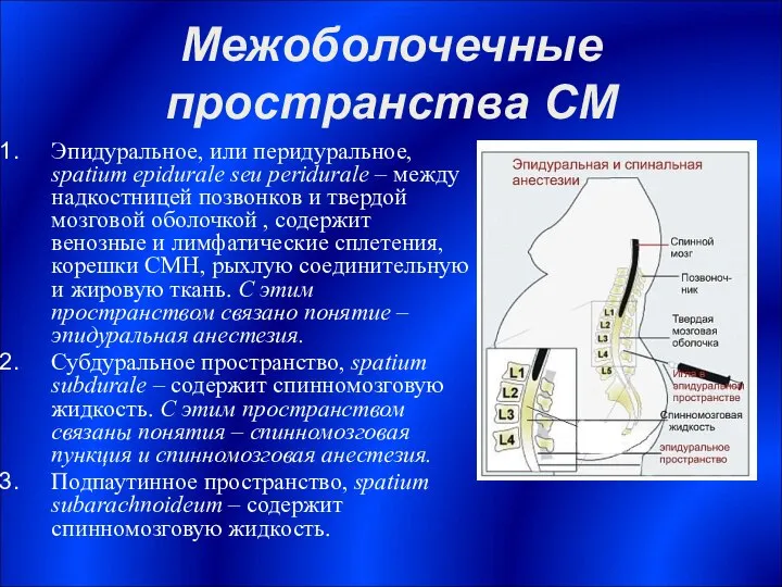 Межоболочечные пространства СМ Эпидуральное, или перидуральное, spatium epidurale seu peridurale –