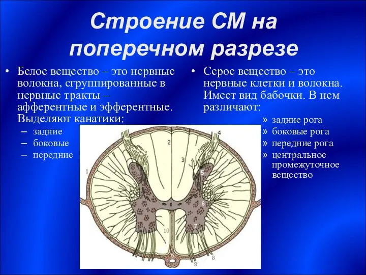 Строение СМ на поперечном разрезе Белое вещество – это нервные волокна,