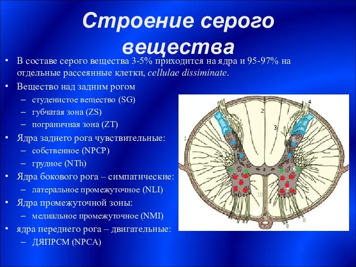 Строение серого вещества В составе серого вещества 3-5% приходится на ядра