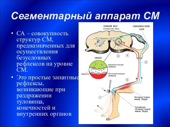 Сегментарный аппарат СМ СА – совокупность структур СМ, предназначенных для осуществления