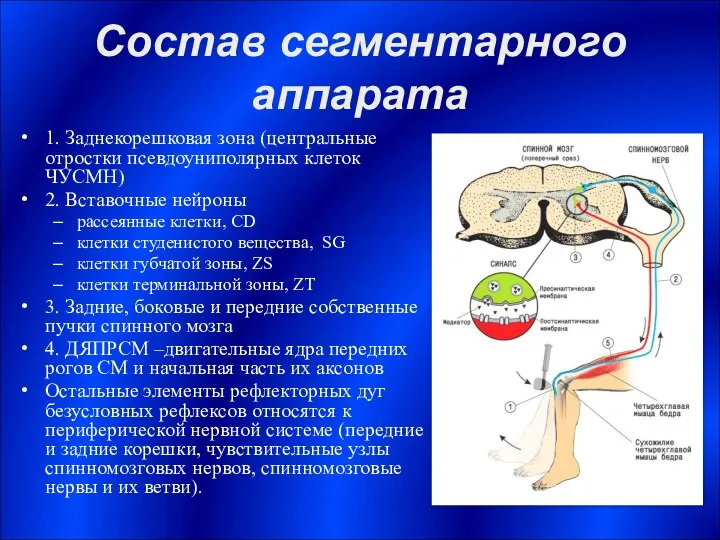 Состав сегментарного аппарата 1. Заднекорешковая зона (центральные отростки псевдоуниполярных клеток ЧУСМН)