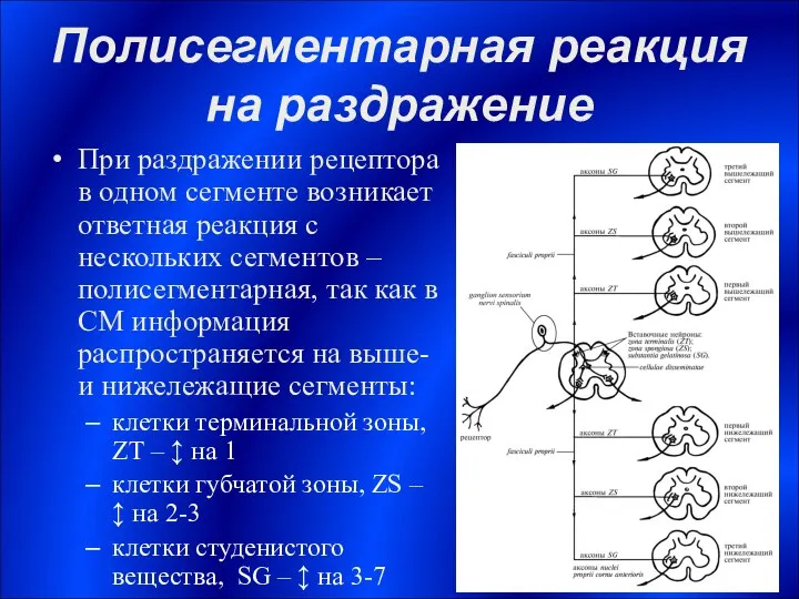 Полисегментарная реакция на раздражение При раздражении рецептора в одном сегменте возникает