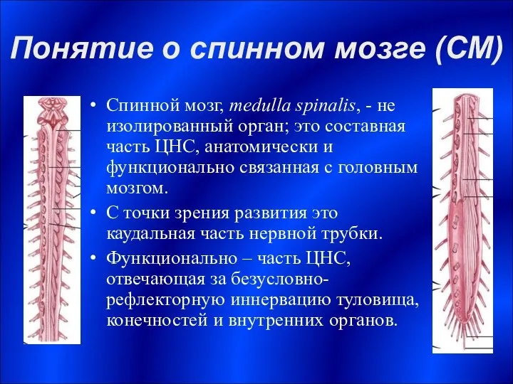 Понятие о спинном мозге (СМ) Спинной мозг, medulla spinalis, - не