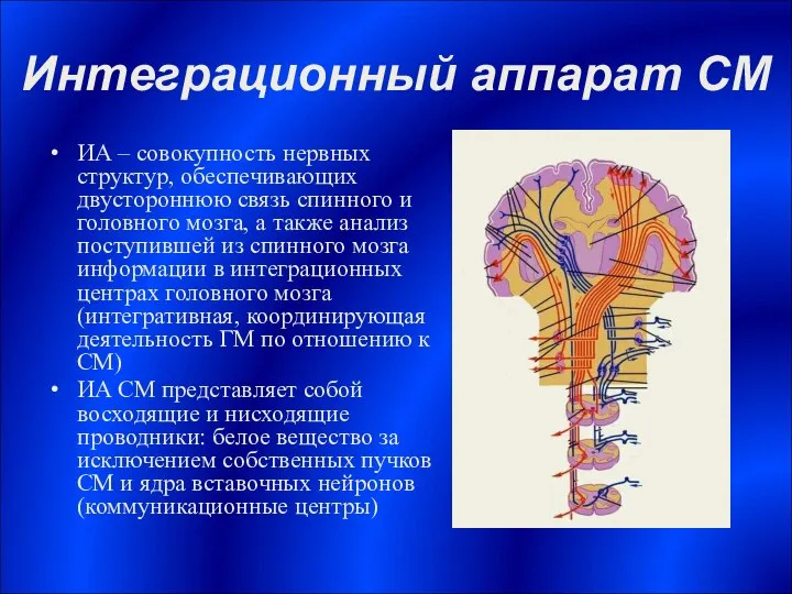 Интеграционный аппарат СМ ИА – совокупность нервных структур, обеспечивающих двустороннюю связь