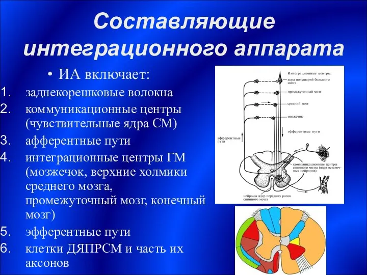 Составляющие интеграционного аппарата ИА включает: заднекорешковые волокна коммуникационные центры (чувствительные ядра