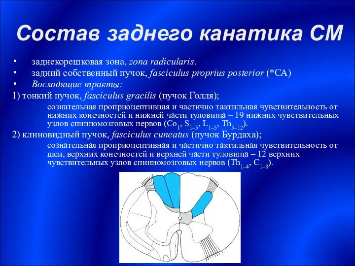 Состав заднего канатика СМ заднекорешковая зона, zona radicularis. задний собственный пучок,