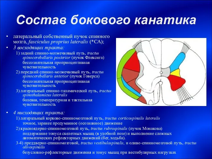 Состав бокового канатика латеральный собственный пучок спинного мозга, fasciculus proprius lateralis