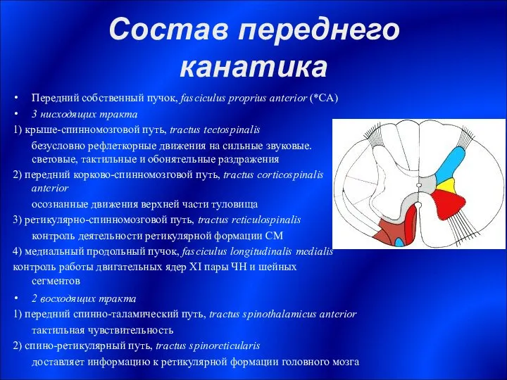 Состав переднего канатика Передний собственный пучок, fasciculus proprius anterior (*СА) 3