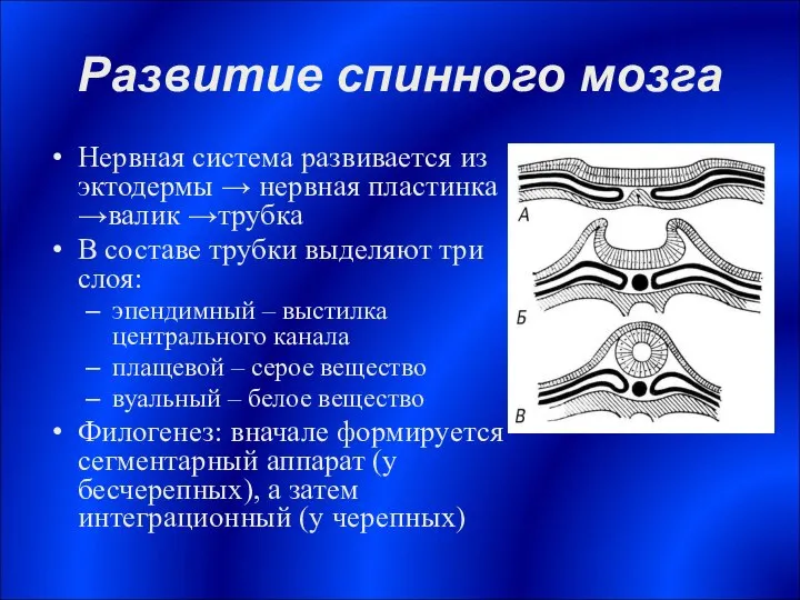 Развитие спинного мозга Нервная система развивается из эктодермы → нервная пластинка