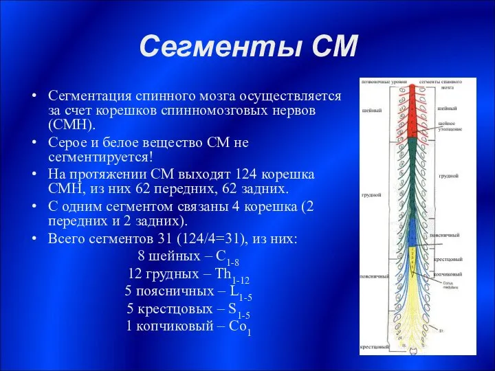 Сегменты СМ Сегментация спинного мозга осуществляется за счет корешков спинномозговых нервов