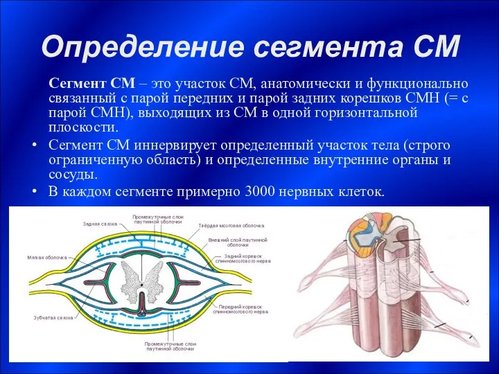 Определение сегмента СМ Сегмент СМ – это участок СМ, анатомически и