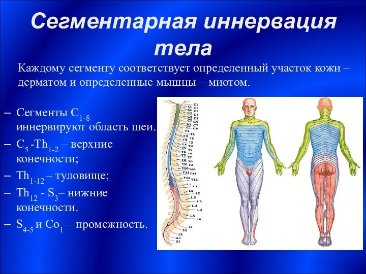 Сегментарная иннервация тела Сегменты С1-8 иннервируют область шеи. С5 -Th1-2 –