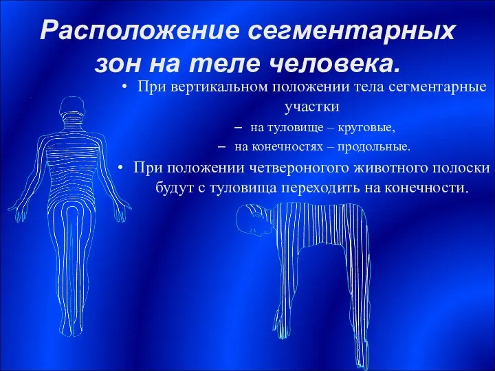 Расположение сегментарных зон на теле человека. При вертикальном положении тела сегментарные