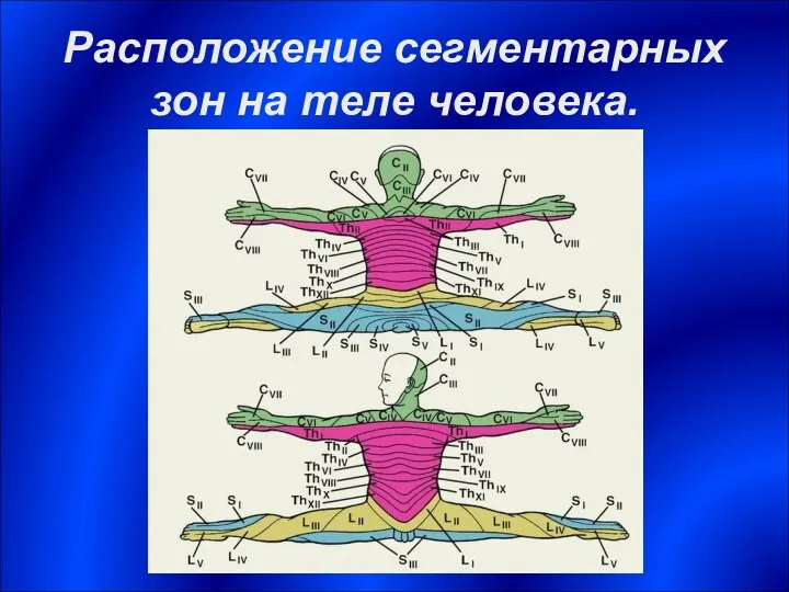 Расположение сегментарных зон на теле человека.