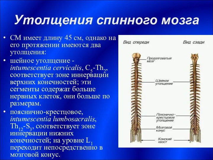 Утолщения спинного мозга СМ имеет длину 45 см, однако на его