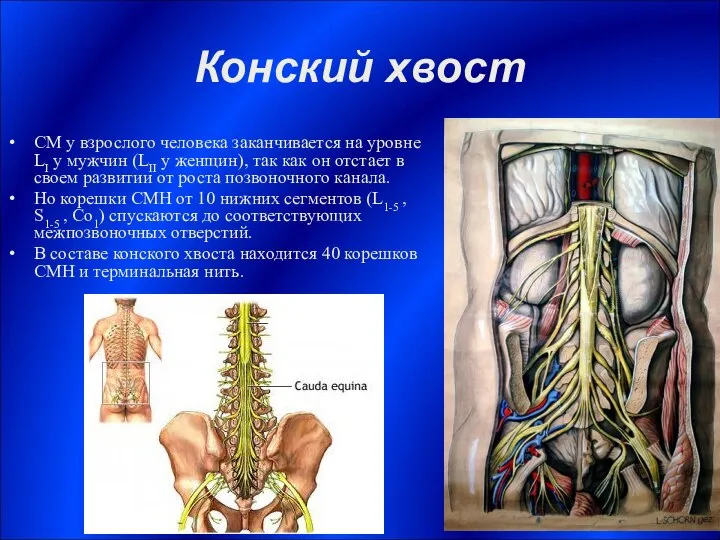 Конский хвост СМ у взрослого человека заканчивается на уровне LI у