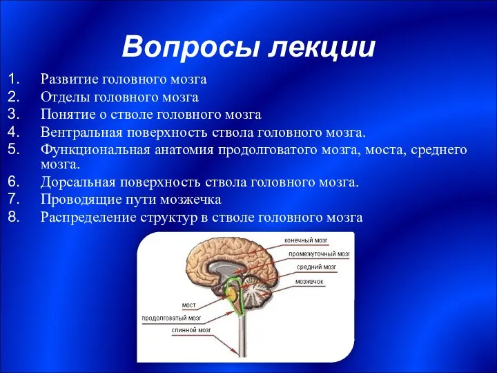 Вопросы лекции Развитие головного мозга Отделы головного мозга Понятие о стволе