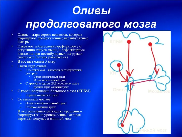 Оливы продолговатого мозга Оливы – ядра серого вещества, которые формируют промежуточные