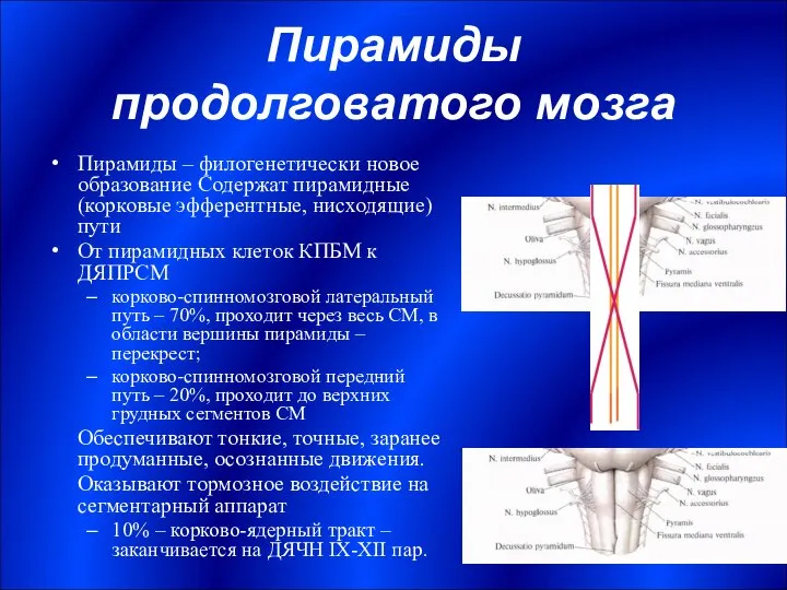Пирамиды продолговатого мозга Пирамиды – филогенетически новое образование Содержат пирамидные (корковые