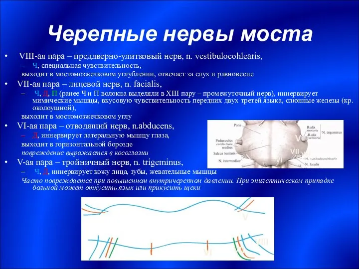 Черепные нервы моста VIII-ая пара – преддверно-улитковый нерв, n. vestibulocohlearis, Ч,