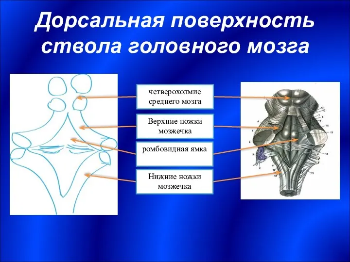 Дорсальная поверхность ствола головного мозга четверохолмие среднего мозга ромбовидная ямка Верхние ножки мозжечка Нижние ножки мозжечка