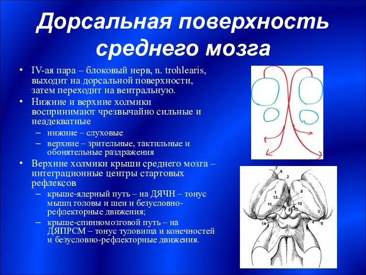 Дорсальная поверхность среднего мозга IV-ая пара – блоковый нерв, n. trohlearis,