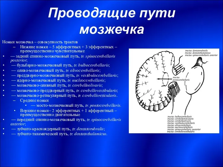 Проводящие пути мозжечка Ножки мозжечка – совокупность трактов Нижние ножки –