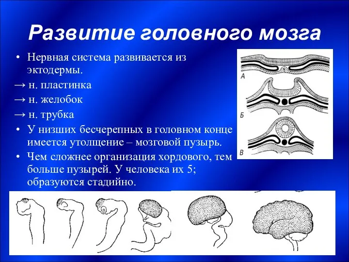 Развитие головного мозга Нервная система развивается из эктодермы. → н. пластинка