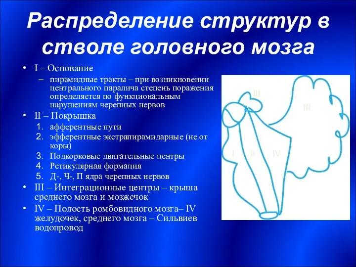 Распределение структур в стволе головного мозга I – Основание пирамидные тракты