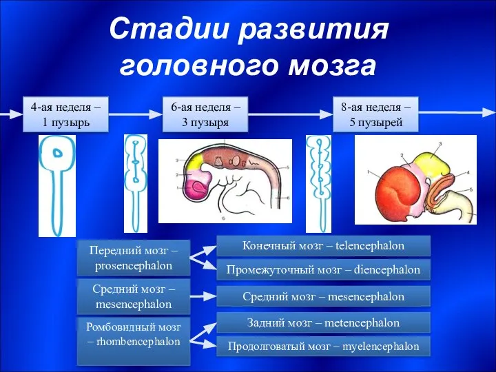 Стадии развития головного мозга Промежуточный мозг – diencephalon 4-ая неделя –