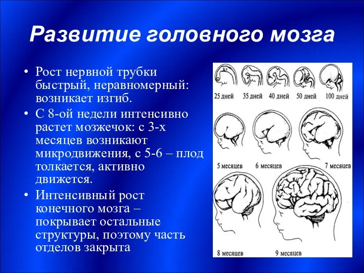 Развитие головного мозга Рост нервной трубки быстрый, неравномерный: возникает изгиб. С