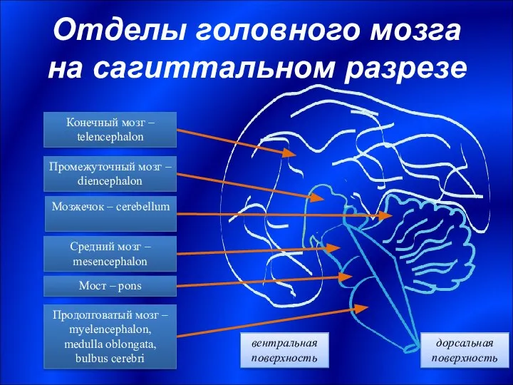 Отделы головного мозга на сагиттальном разрезе Мост – pons Мозжечок –