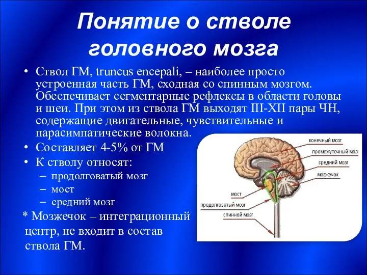 Понятие о стволе головного мозга Ствол ГМ, truncus encepali, – наиболее