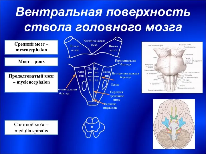 Вентральная поверхность ствола головного мозга Мост – pons Продолговатый мозг –