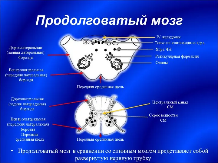 Продолговатый мозг Продолговатый мозг в сравнении со спинным мозгом представляет собой