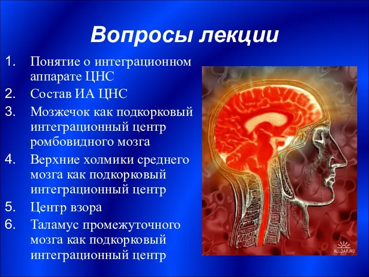 Вопросы лекции Понятие о интеграционном аппарате ЦНС Состав ИА ЦНС Мозжечок