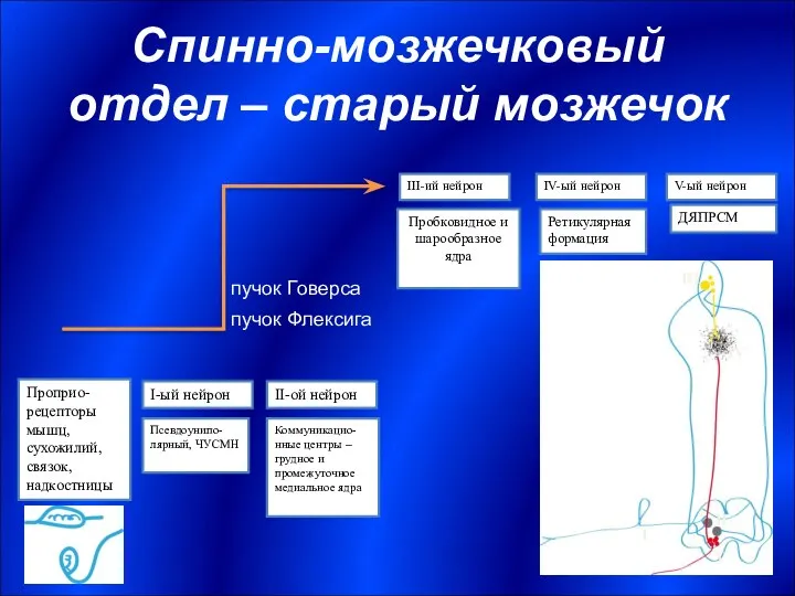 Спинно-мозжечковый отдел – старый мозжечок I-ый нейрон Псевдоунипо-лярный, ЧУСМН II-ой нейрон