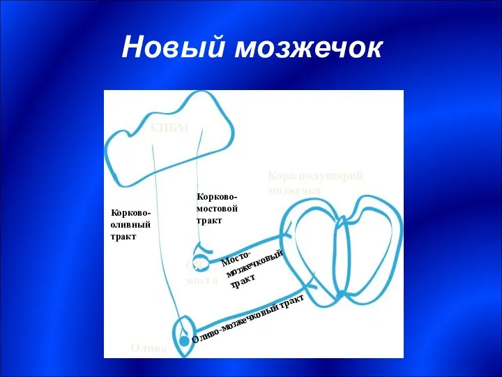 Новый мозжечок КПБМ СЯ моста Олива Кора полушарий мозжечка Корково-мостовой тракт