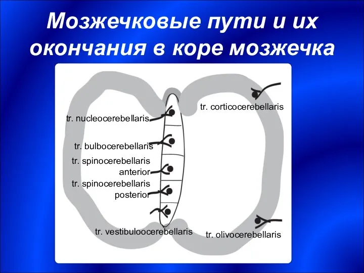 Мозжечковые пути и их окончания в коре мозжечка tr. nucleocerebellaris tr.