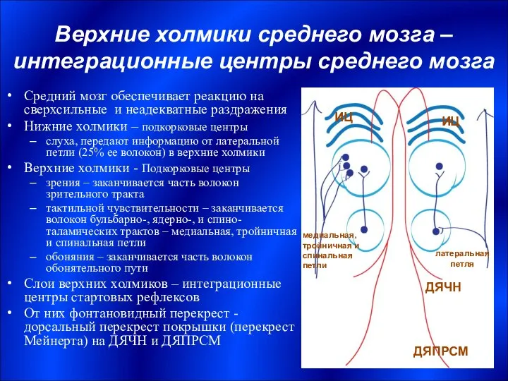 Верхние холмики среднего мозга – интеграционные центры среднего мозга Средний мозг