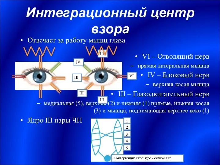 Интеграционный центр взора Отвечает за работу мышц глаза VI – Отводящий