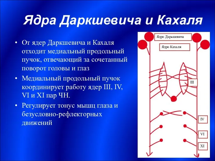 Ядра Даркшевича и Кахаля От ядер Даркшевича и Кахаля отходит медиальный