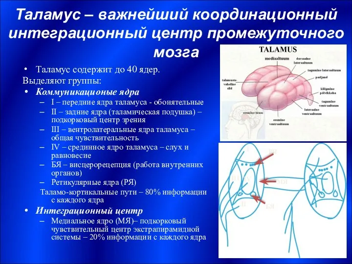 Таламус – важнейший координационный интеграционный центр промежуточного мозга Таламус содержит до