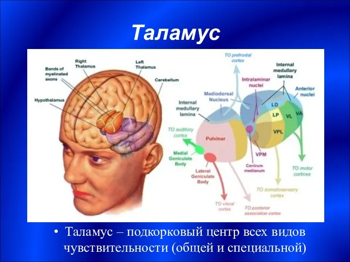 Таламус Таламус – подкорковый центр всех видов чувствительности (общей и специальной)