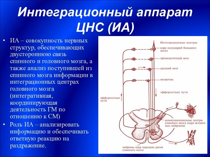 Интеграционный аппарат ЦНС (ИА) ИА – совокупность нервных структур, обеспечивающих двустороннюю