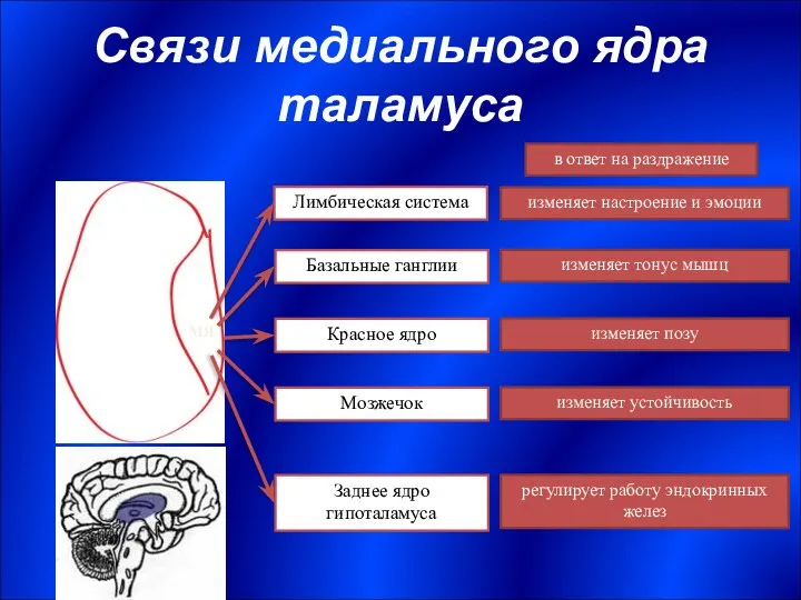 Связи медиального ядра таламуса МЯ Лимбическая система Базальные ганглии Красное ядро