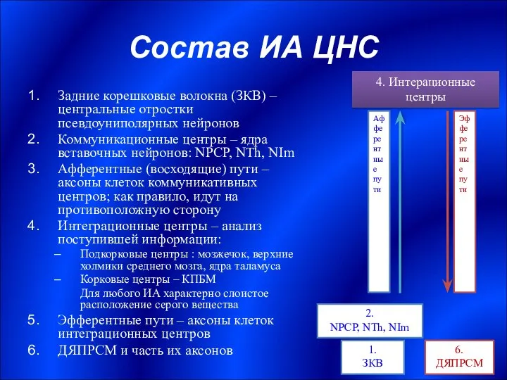 Состав ИА ЦНС Задние корешковые волокна (ЗКВ) – центральные отростки псевдоуниполярных